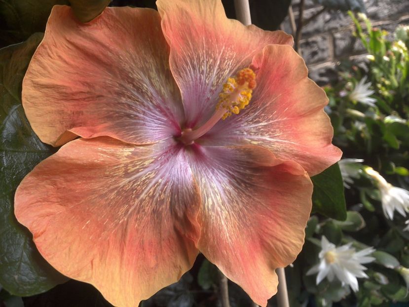 WIN_20170708_130858 - Moorea Sugar Lady