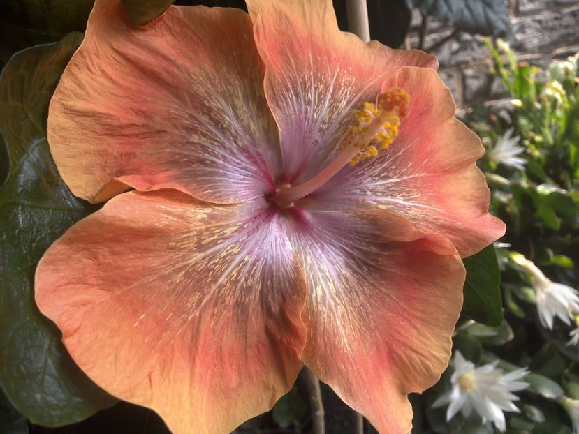 WIN_20170708_130903 - Moorea Sugar Lady