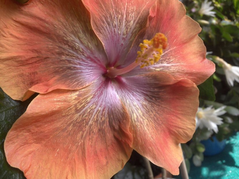 WIN_20170708_130955 - Moorea Sugar Lady