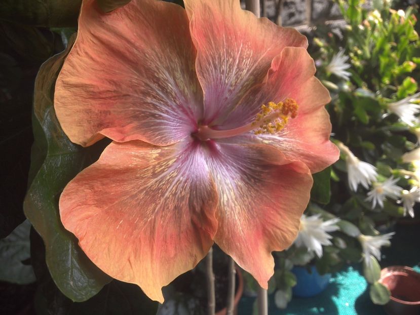 WIN_20170708_131005 - Moorea Sugar Lady