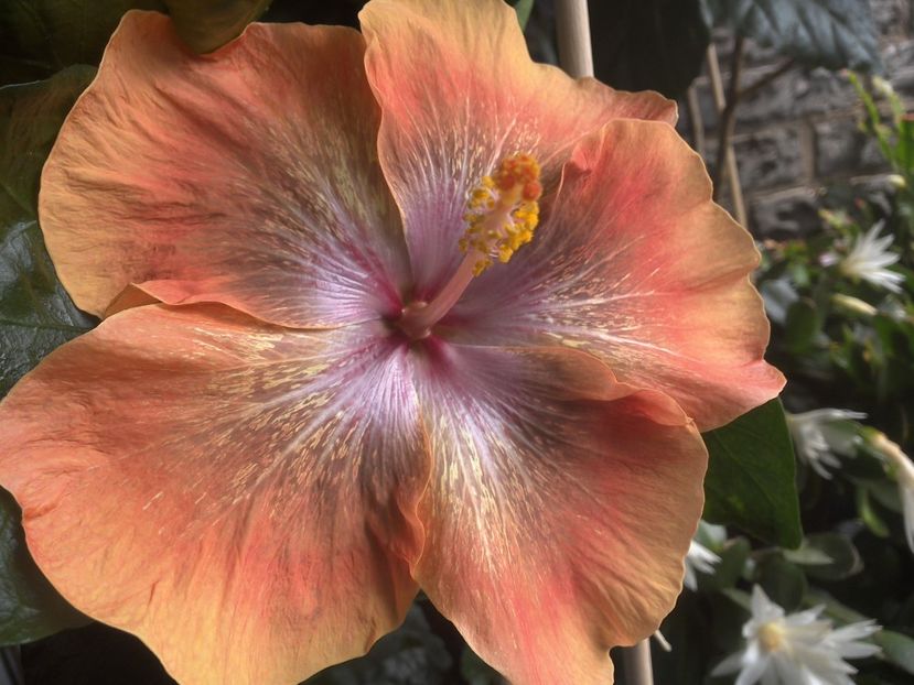 WIN_20170708_131042 - Moorea Sugar Lady