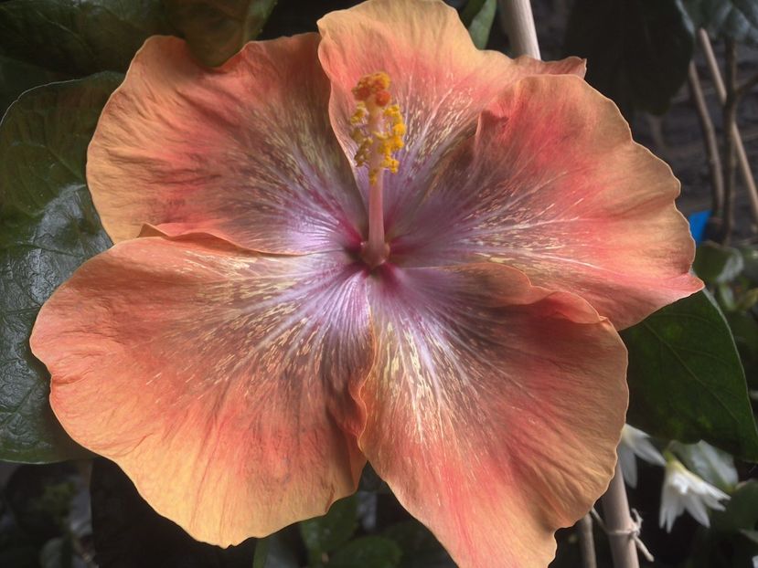 WIN_20170708_131048 - Moorea Sugar Lady