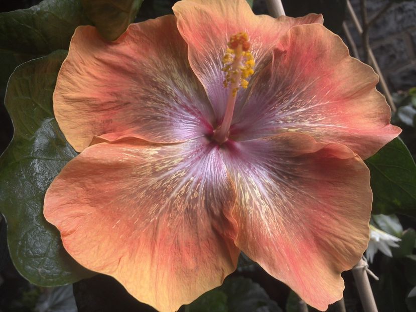 WIN_20170708_131055 - Moorea Sugar Lady