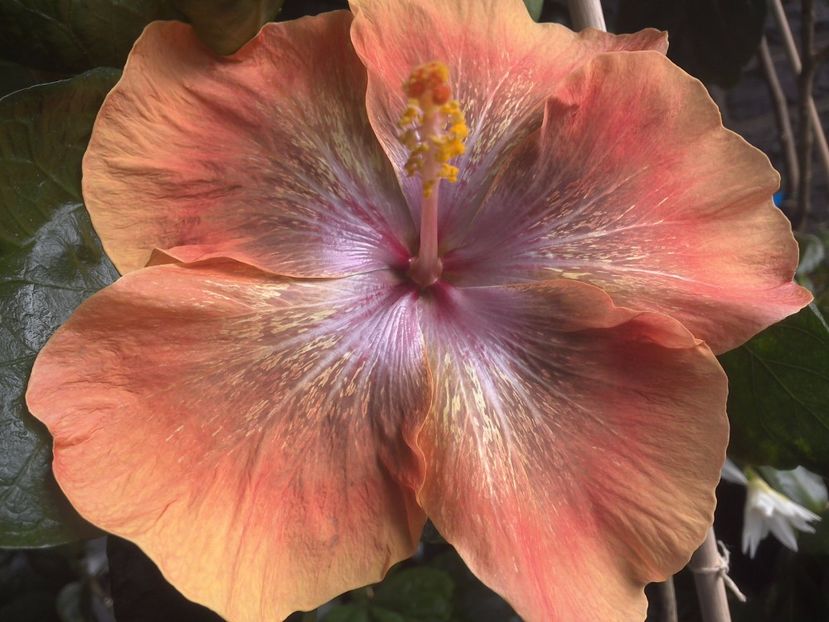 WIN_20170708_131058 - Moorea Sugar Lady