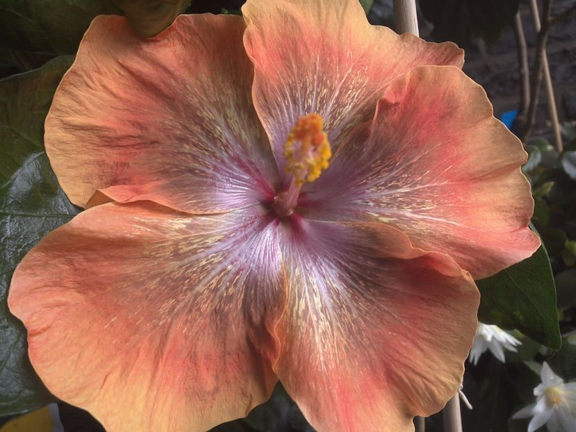 WIN_20170708_131101 - Moorea Sugar Lady