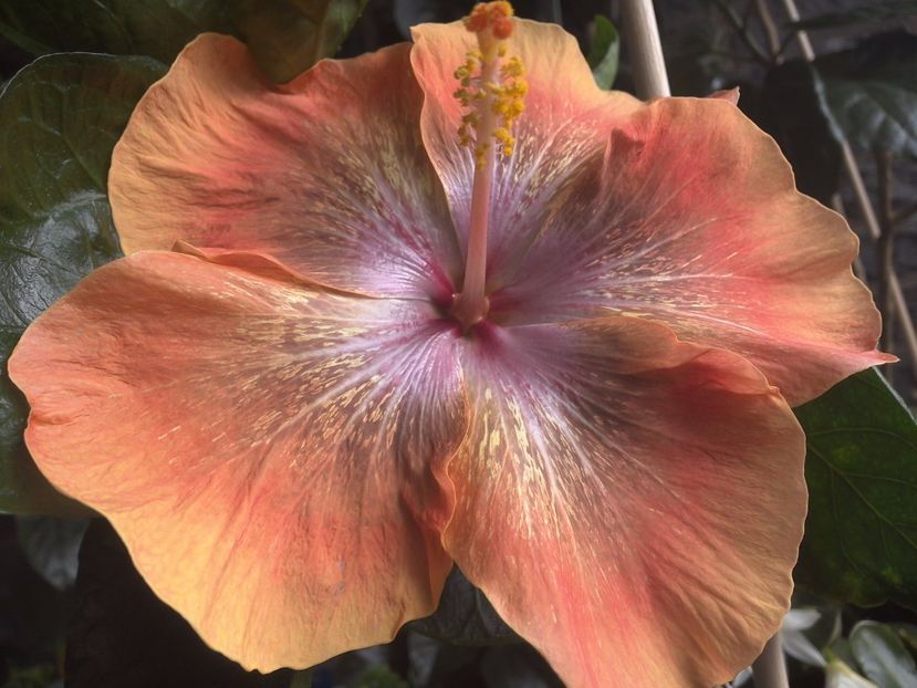 WIN_20170708_131110 - Moorea Sugar Lady