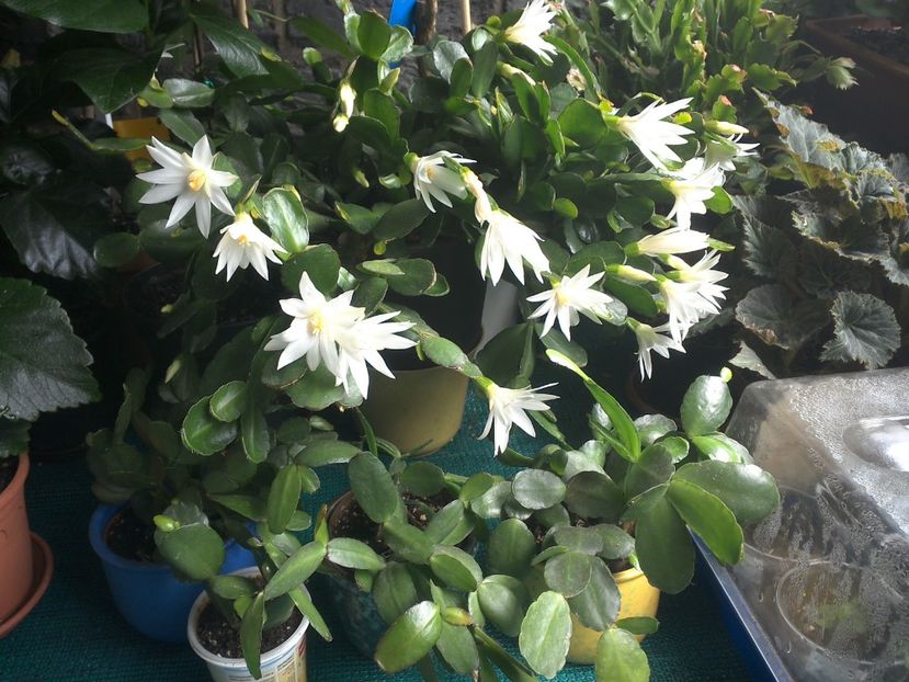 WIN_20170708_131359 - c_rhipsalidopsis