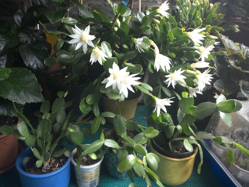 WIN_20170708_131425 - c_rhipsalidopsis