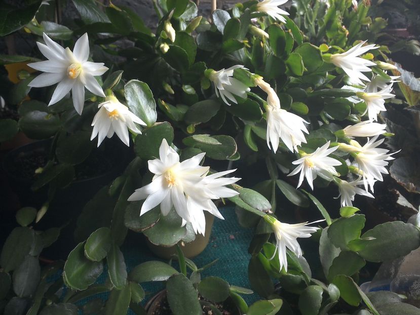 WIN_20170708_131436 - c_rhipsalidopsis