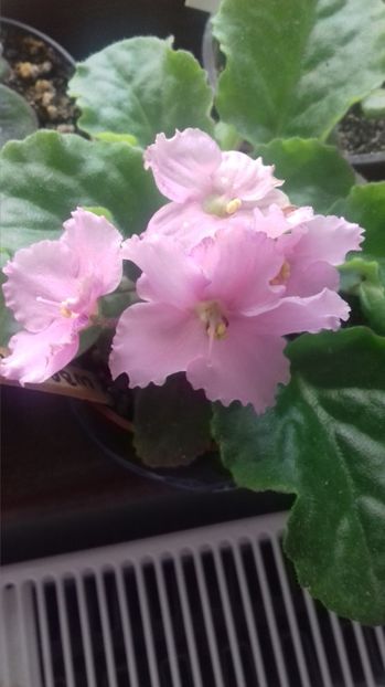 Optimara EverRejoice Holtkamp - GENUL Saintpaulia - Violete Africane