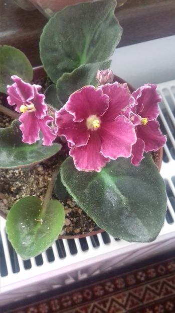 emergency - EMERGENCY-crisu89