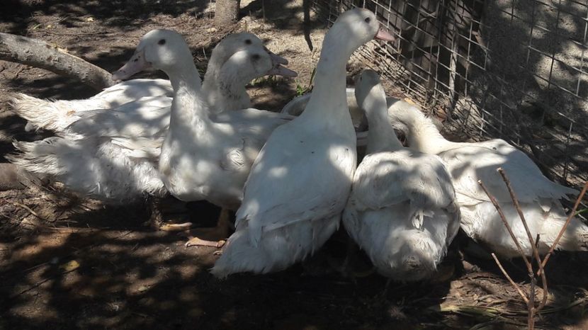 Aproape 3 luni - 5 Rate MULARD