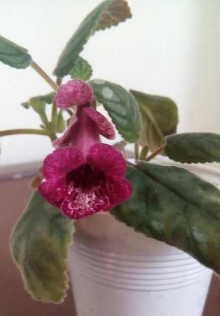 Isa Gorgeous - Mini Sinningia 2017