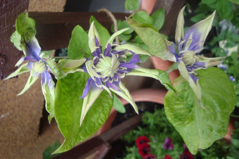 Taiga - Clematite