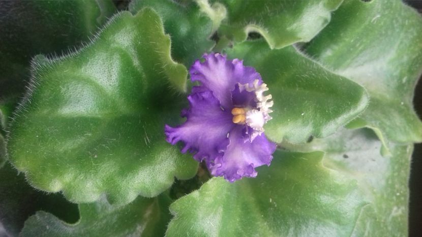  - Optimara Ever Precious