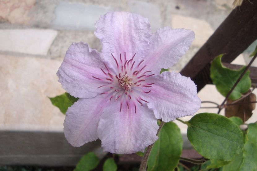  - Clematite