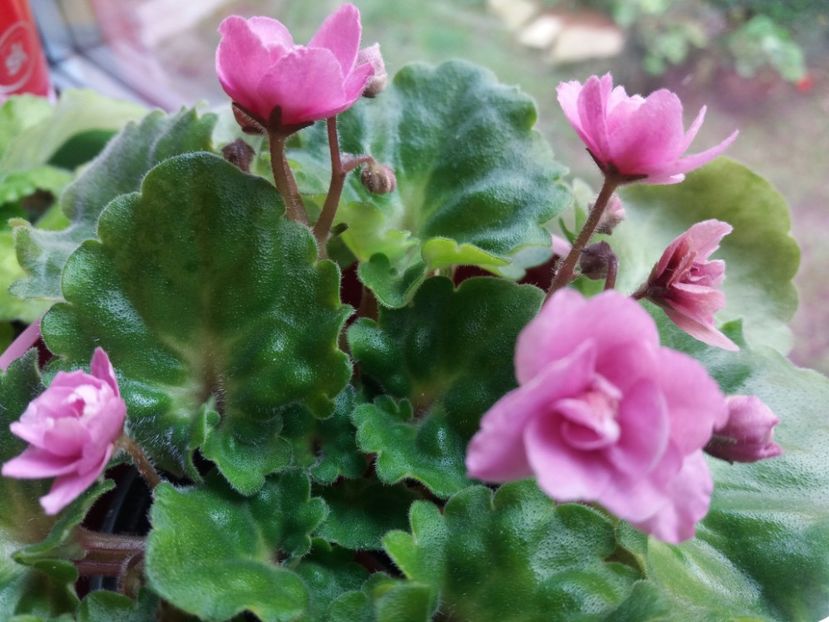 rococo ballet - violete