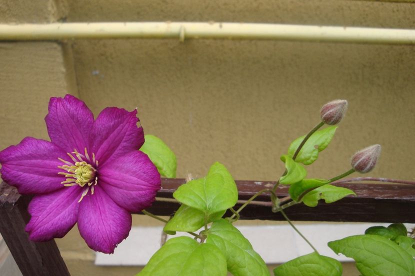 Ville de Lyon - Clematite