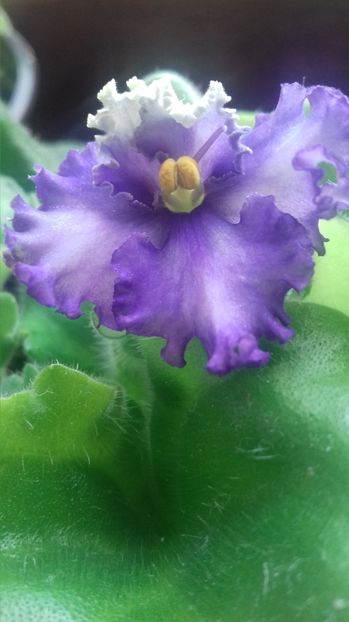  - Optimara Ever Precious