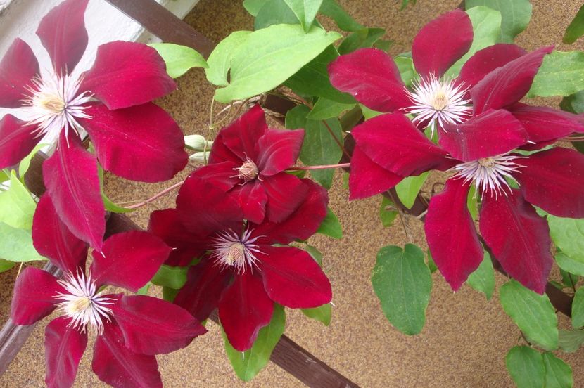 Rebecca - Clematite