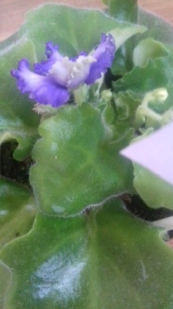  - Optimara Ever Precious