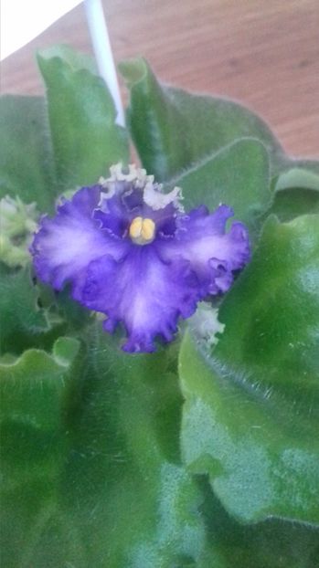  - Optimara Ever Precious