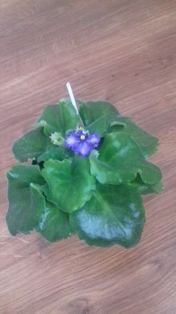  - Optimara Ever Precious