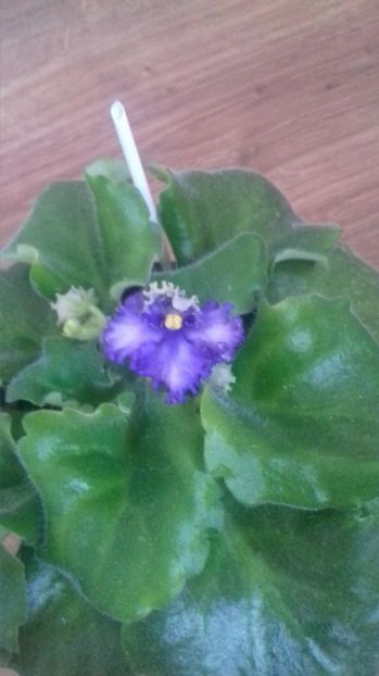  - Optimara Ever Precious