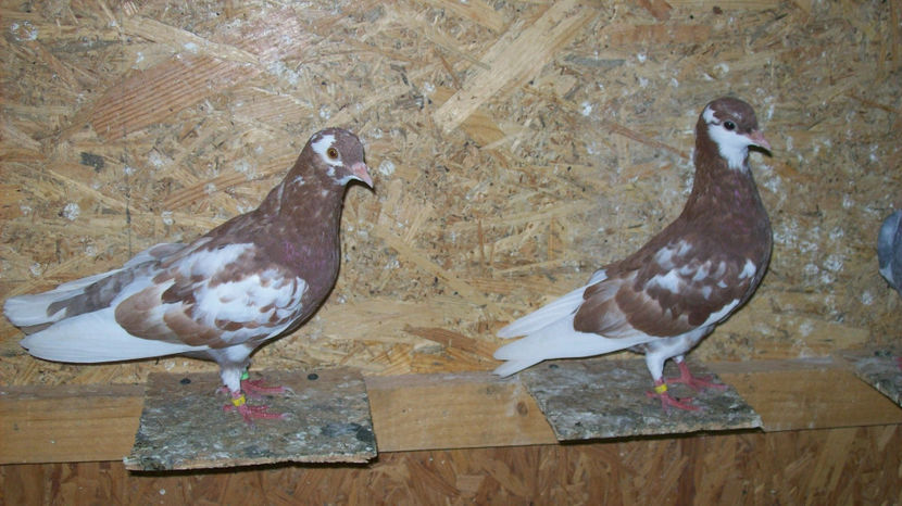  - 1 ROLLER DE BIRMINGHAM 2017