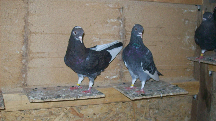  - 1 ROLLER DE BIRMINGHAM 2017