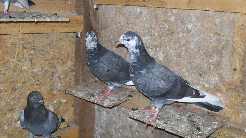  - 1 ROLLER DE BIRMINGHAM 2017