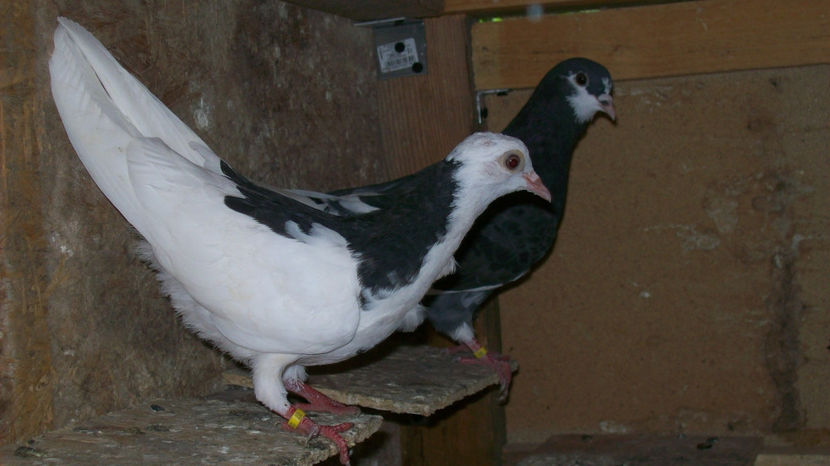  - 1 ROLLER DE BIRMINGHAM 2017