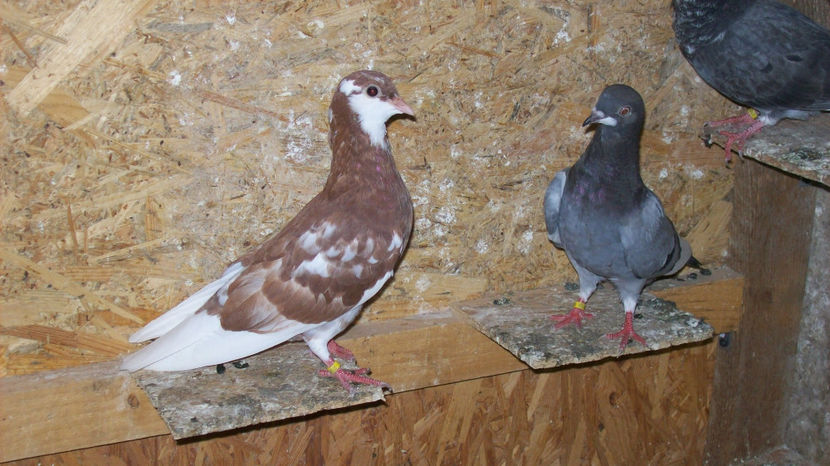  - 1 ROLLER DE BIRMINGHAM 2017