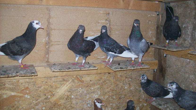  - 1 ROLLER DE BIRMINGHAM 2017