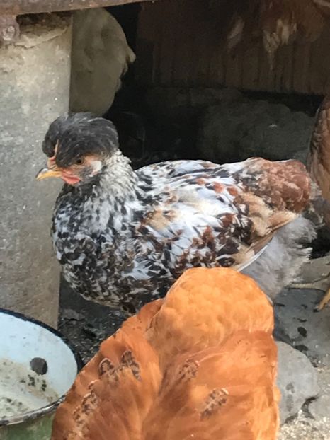  - Puisori 2017 motati