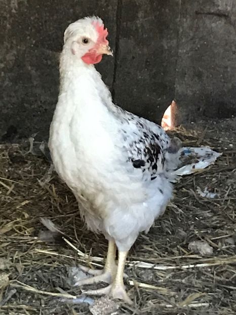  - Puisori 2017 motati