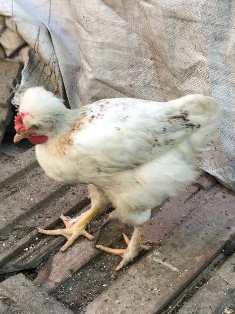  - Puisori 2017 motati