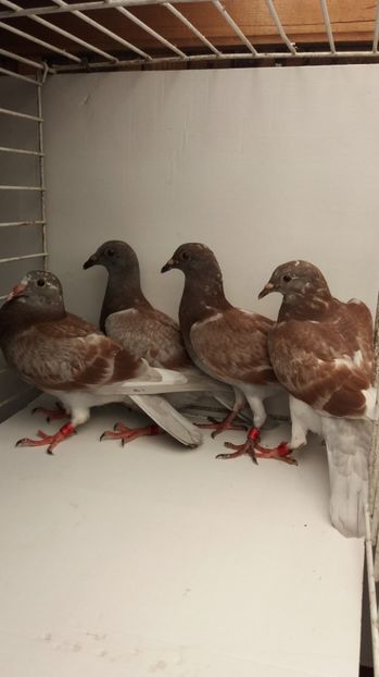 vanduti - De vanzare voiajori pui 2017