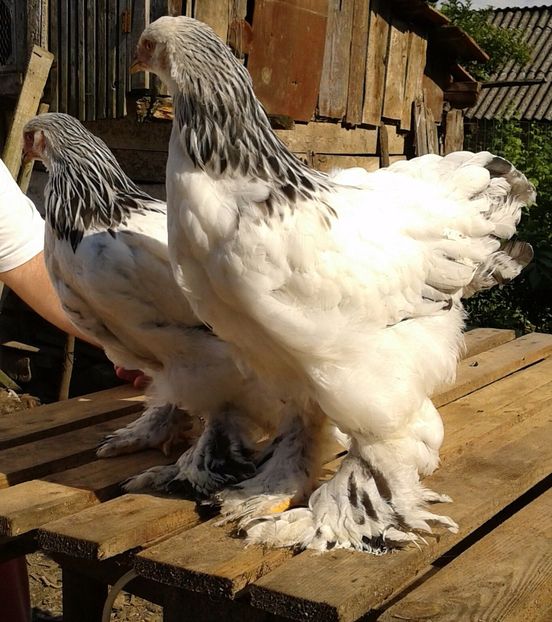 20170708_171649-1 - Pui brahma 2017