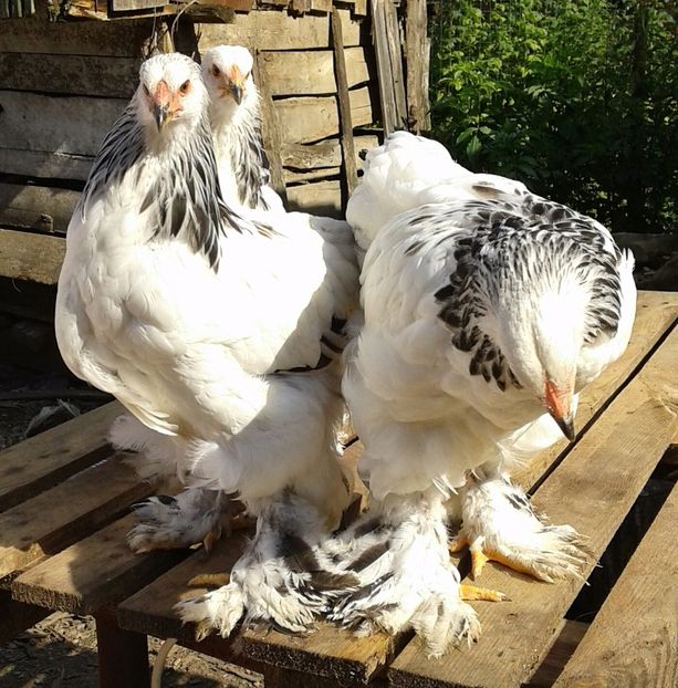 20170708_171711-1 - Pui brahma 2017