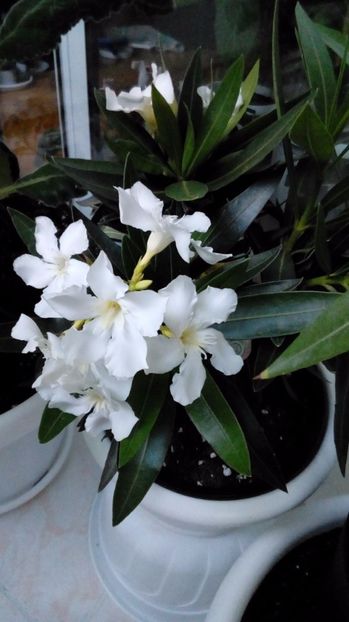 L.Soeur Agnes - Leandrii