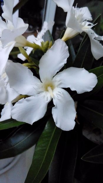 P_20170706_204900_BF - Leandrii