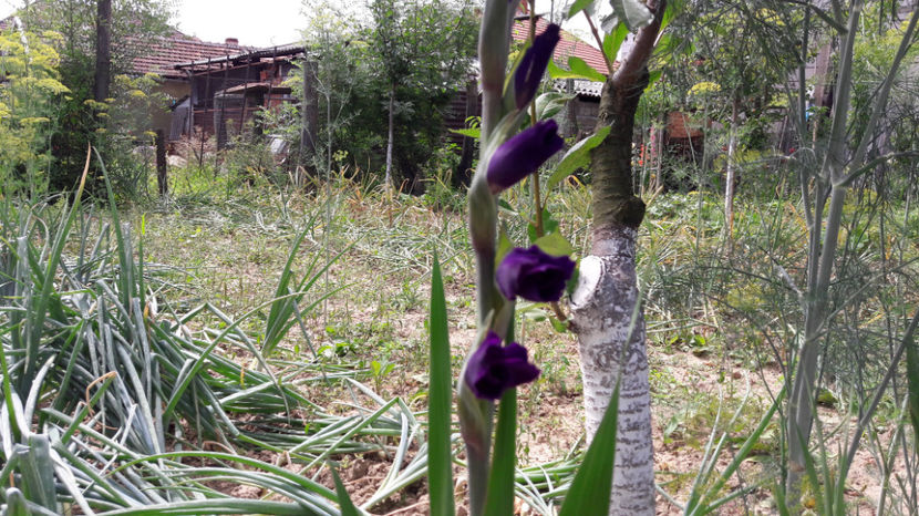  - Gladiole 2017