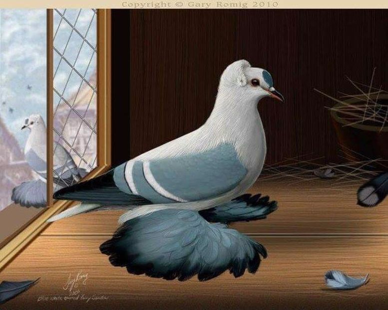 26 - PICTURI PORUMBEI NET