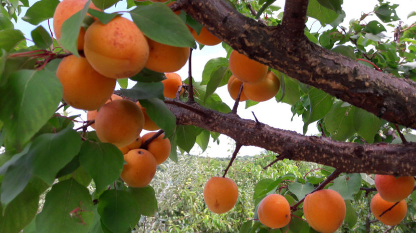  - Primavara 2017 flori si gradina