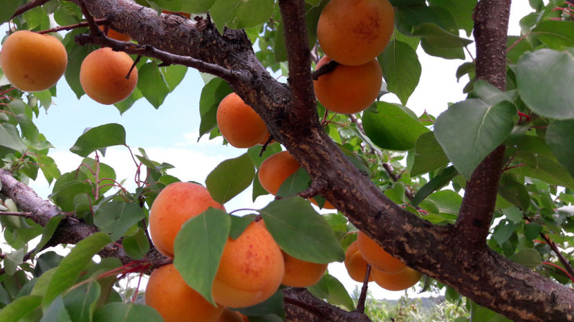  - Primavara 2017 flori si gradina