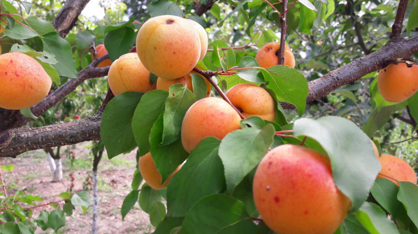  - Primavara 2017 flori si gradina