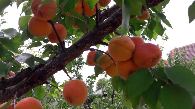  - Primavara 2017 flori si gradina