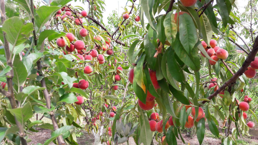  - Primavara 2017 flori si gradina