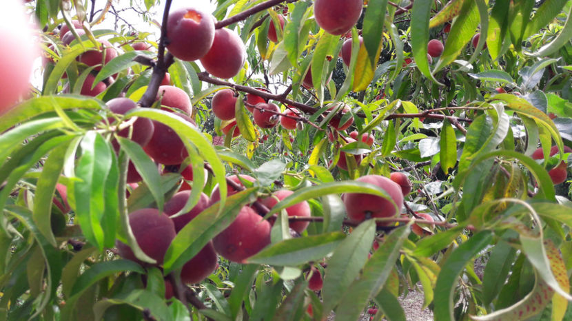  - Primavara 2017 flori si gradina